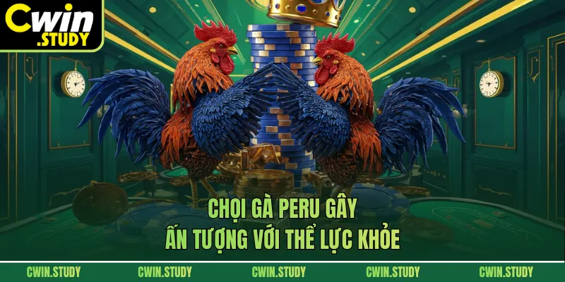 Chọi gà Peru gây ấn tượng với thể lực khỏe