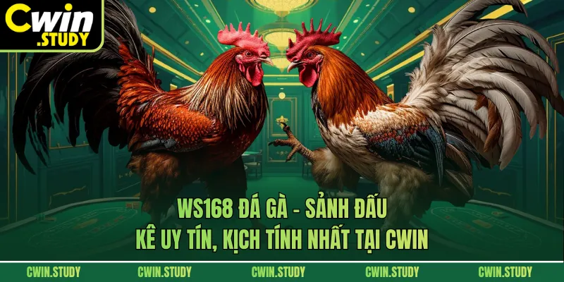 Ws168 Đá Gà - Sảnh Đấu Kê Uy Tín, Kịch Tính Nhất Tại Cwin